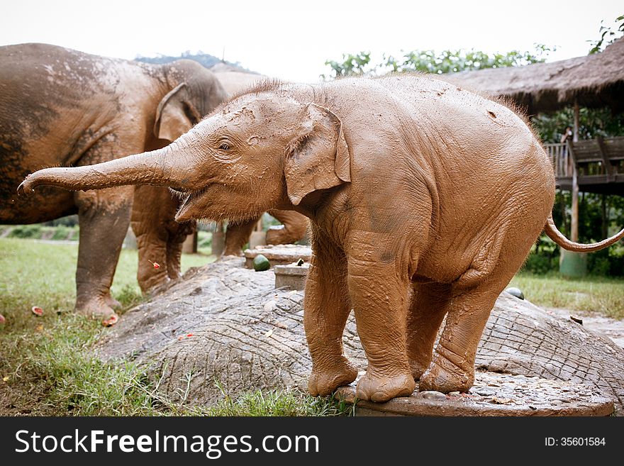 Happy baby elephant, horizontal image