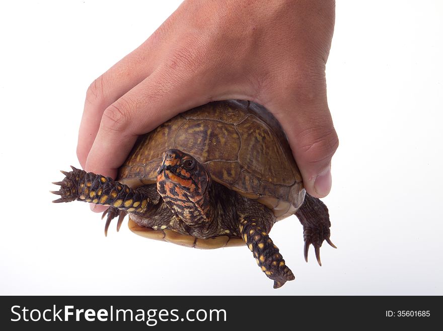A turtle being held in a hand.
