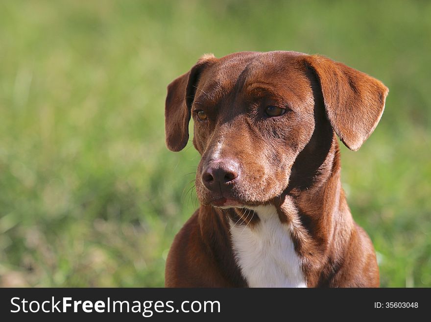 Beautiful mixed-breed dog - deep in thought.