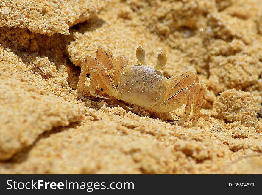 Tiny crab on sandy beach closeup