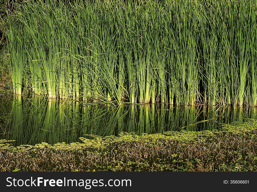 Reeds by the River