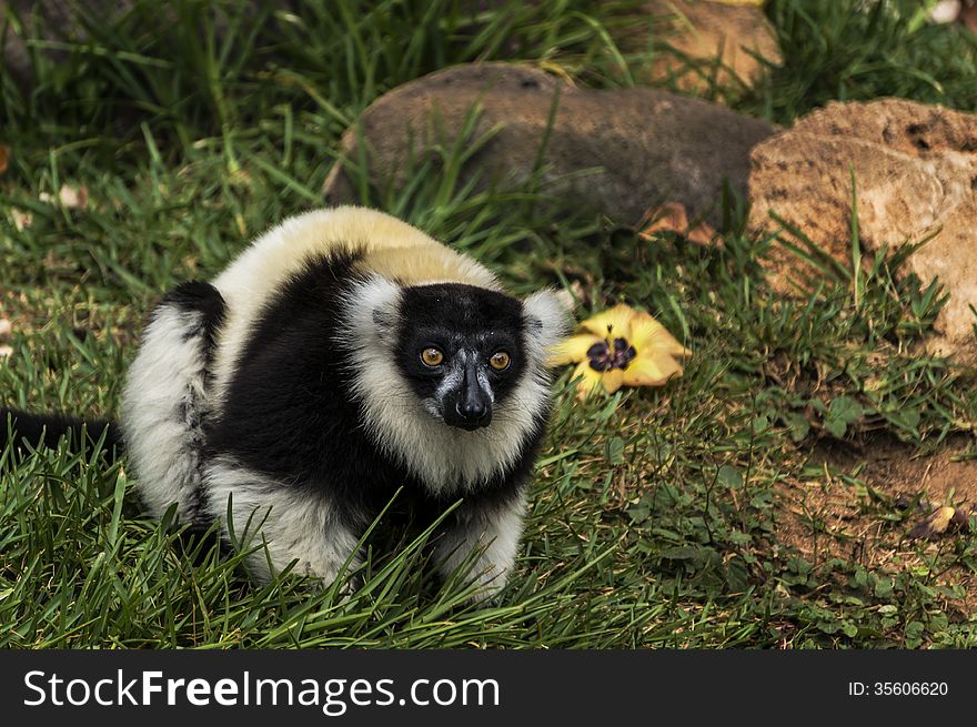 Black And White Lemur