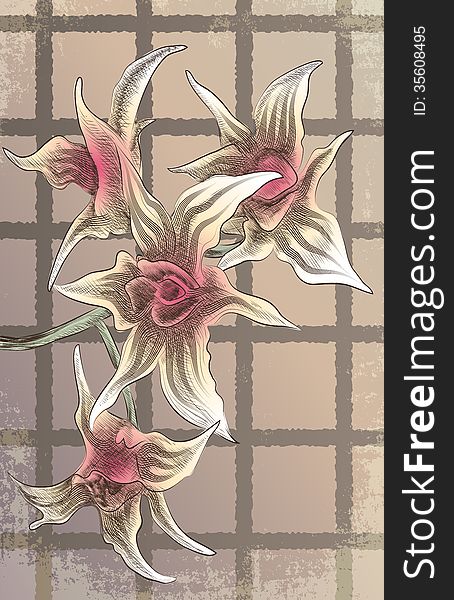 Illustration with branch of orchids drawn in vintage style. Illustration with branch of orchids drawn in vintage style