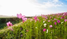 The Cosmos Flower  Field Stock Photography