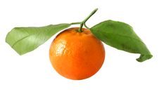 Bright Tangerines Stock Photography Bright Tangerines Stock Photography
