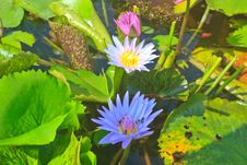 Close Up Lotus Flower Royalty Free Stock Images Close Up Lotus Flower Royalty Free Stock Images