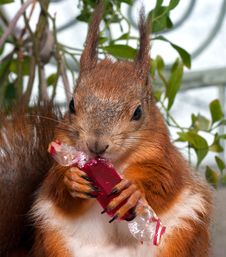 Red Squirrel Royalty Free Stock Photography