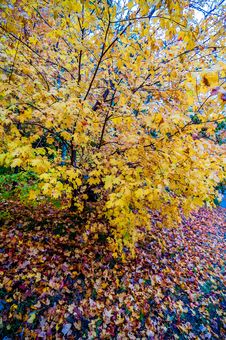 Autumn Colors Within Southern City Limits Royalty Free Stock Photos