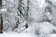 Winter Trees Covered With Snow In The Forest . Royalty Free Stock Photo Winter Trees Covered With Snow In The Forest . Royalty Free Stock Photo