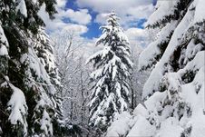 Winter Trees Covered With Snow In The Forest . Royalty Free Stock Image Winter Trees Covered With Snow In The Forest . Royalty Free Stock Image