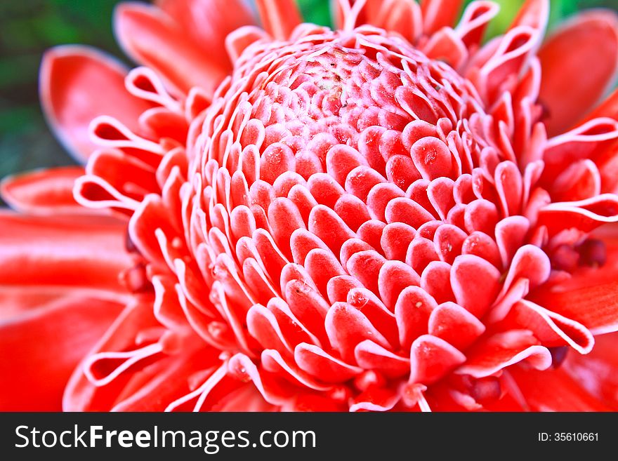 Flowers from Thailand, Etlingera Elatior or Red Torch Ginger