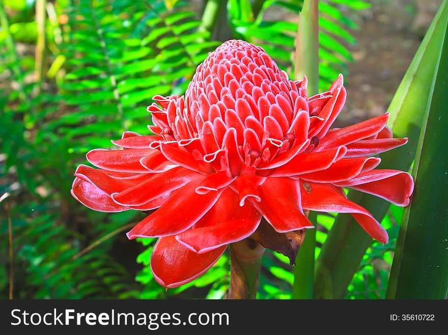 Flowers from Thailand, Etlingera Elatior or Red Torch Ginger