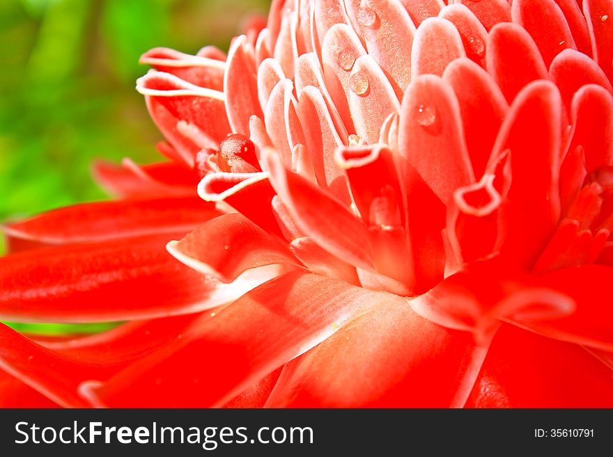 Flowers from Thailand, Etlingera Elatior or Red Torch Ginger