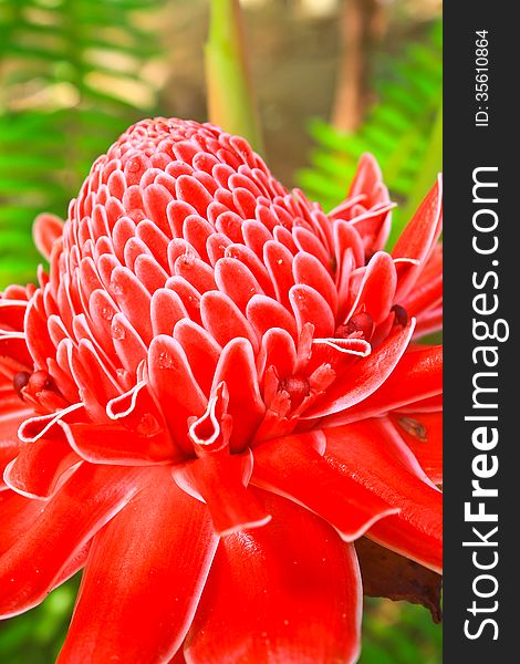 Flowers from Thailand, Etlingera Elatior or Red Torch Ginger