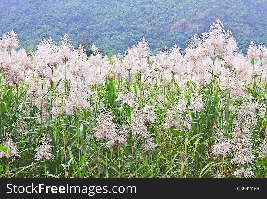 Golden Giant Reed Field