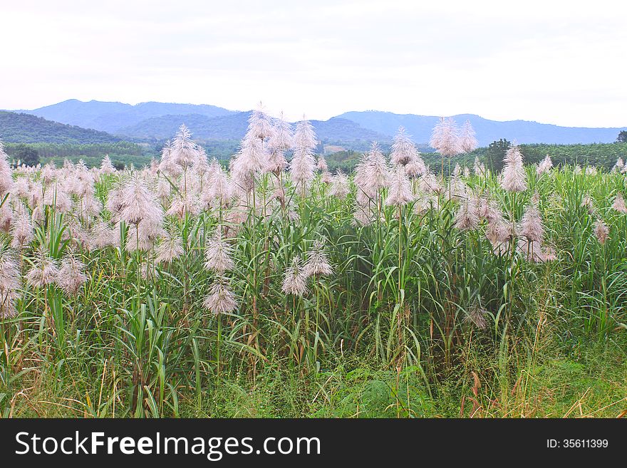 Golden giant reed field against on mountain background