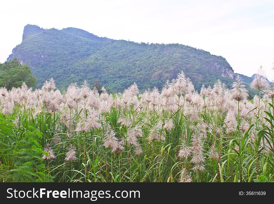 Golden giant reed field against on mountain background