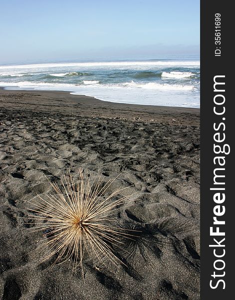 Dried sea urchins lying on the beach Depok, Indonesia