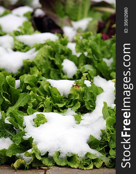 Lettuce in kitchen garden covered with snow in winter. Lettuce in kitchen garden covered with snow in winter