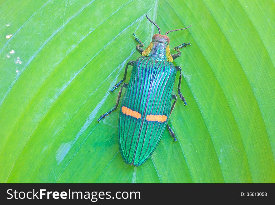 Insect on leaf from Thailand, jewel beetle Catoxantha opulenta. Insect on leaf from Thailand, jewel beetle Catoxantha opulenta