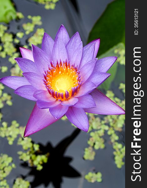 Water lilly flower, sweet color of lotus flower