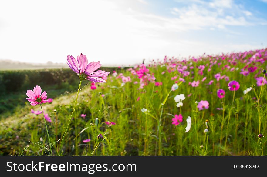 A pink cosmos flowers in flowers field. A pink cosmos flowers in flowers field