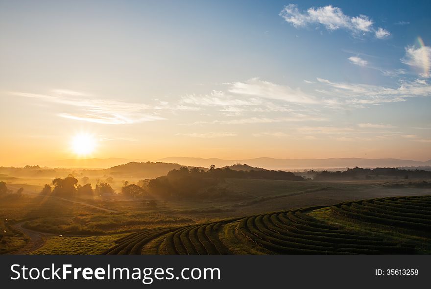 A fresh tea plantation in sun rise. A fresh tea plantation in sun rise