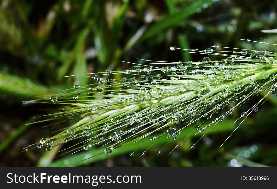 Close up of green grass with dew drops