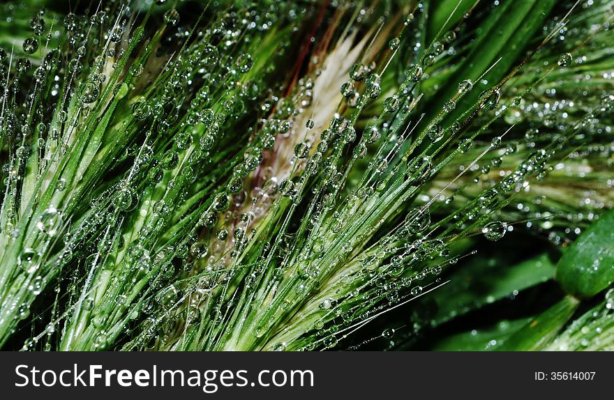 Close up of green grass with dew drops