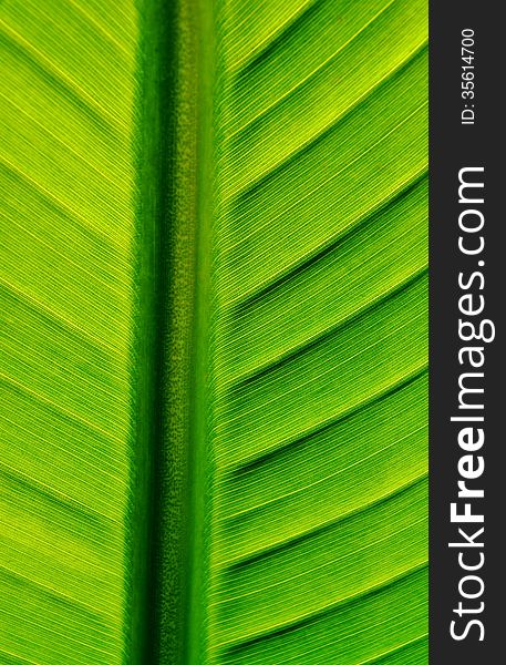 Close up of green wild banana leaf