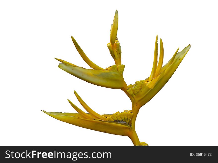 Bird of paradise flowers on a white background