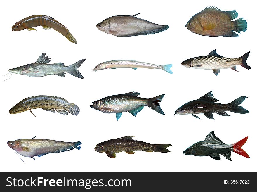 Set Freshwater fish of Thailand