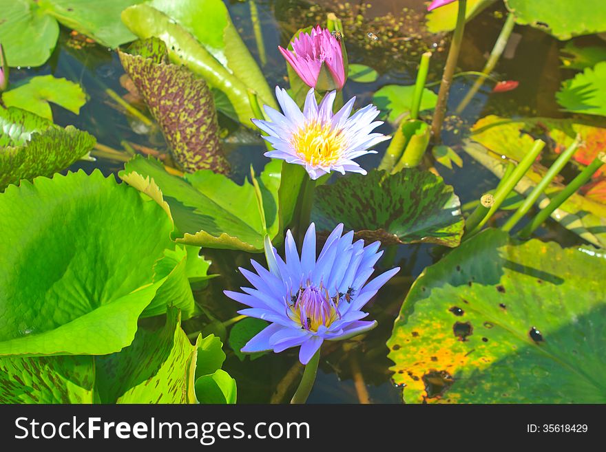 Close up lotus flower in the pot in summer