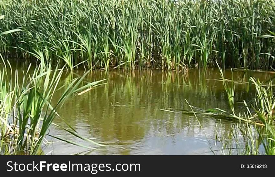 Video of small tranquil lake. Video of small tranquil lake