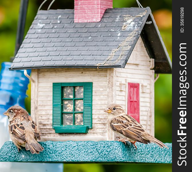 Bird Feeders. Tree House For The Birds,