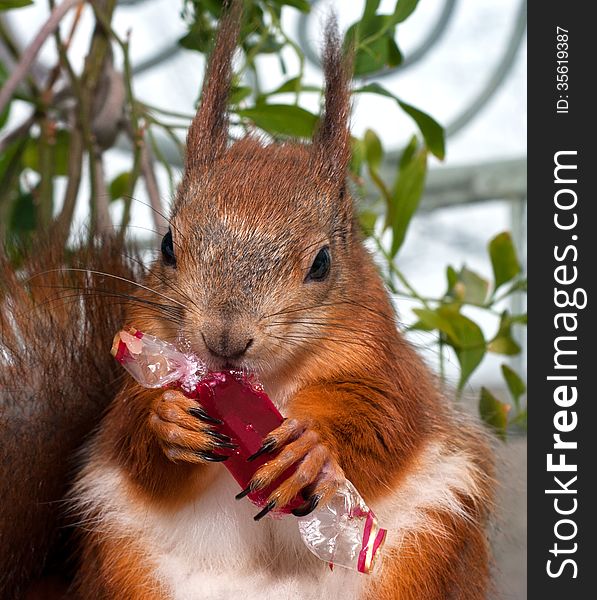 Red squirrel eating candy in a wrapper