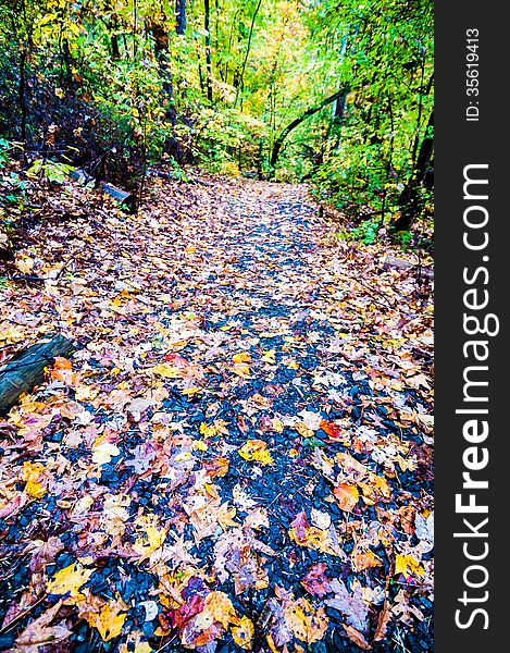 Autumn country roads covered with yellow leaves in november