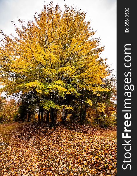 Yellow autumn tree in a park