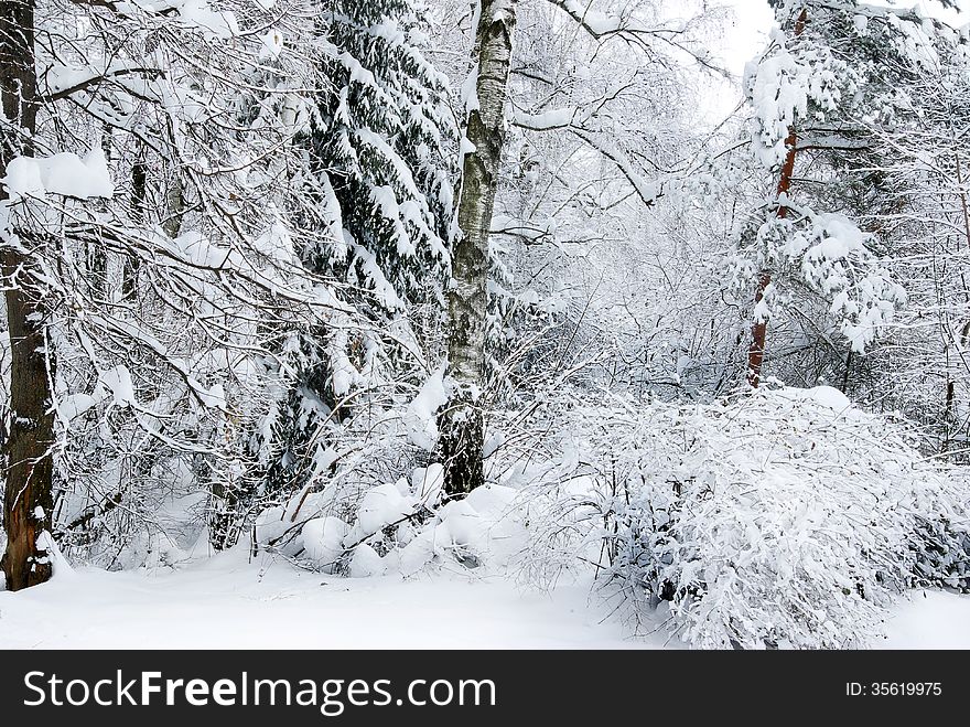 Winter Trees Covered With Snow In The Forest .