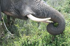 Elephant Trunk And Tusks Royalty Free Stock Photography