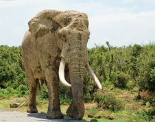Giant Bull Elephant Royalty Free Stock Images