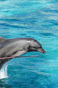 Dolphin Jumping Stock Photography Dolphin Jumping Stock Photography