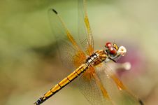 Yellow Dragonfly Close Up Stock Image