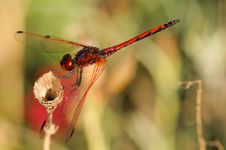 Red Dragonfly Close Up Stock Photo