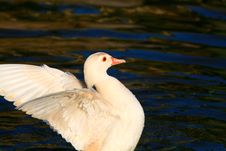 White Duck Wings Outstretched Stock Image