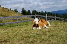 Cows In The Black Forest Royalty Free Stock Image Cows In The Black Forest Royalty Free Stock Image
