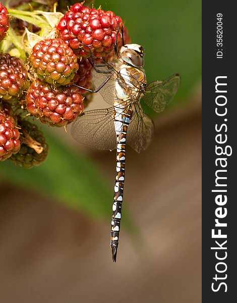 A dragonfly feeding off a blackberry. Stunning details show what an amazing insect this is. A dragonfly feeding off a blackberry. Stunning details show what an amazing insect this is.