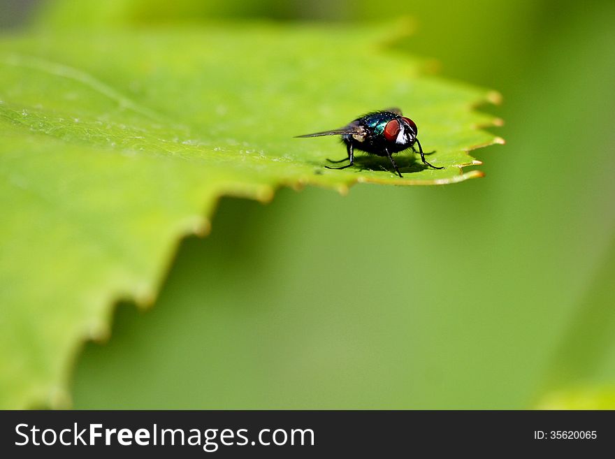 A fly is peeking over the edge of this grape leaf on a warm and sunny day. With a large DOF, the image is out of focus in both the front and back of the picture.