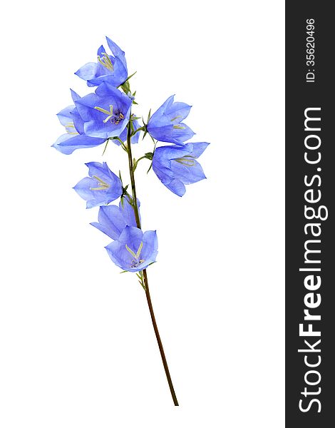 Nice blue wild flower isolated on white with clipping path. Nice blue wild flower isolated on white with clipping path