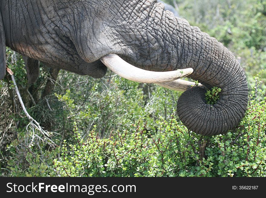 Close up of elephant trunk and tusks as elephant feeds on spekboom in Addo Elephant National Park in South Africa.